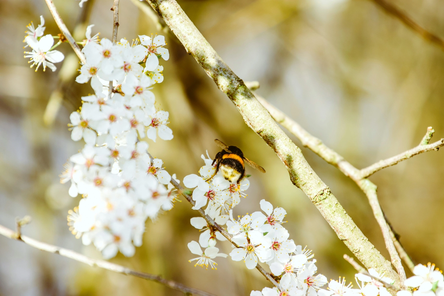 Münsinger Gärten — Gartenpflege Münsing — Pflegepläne