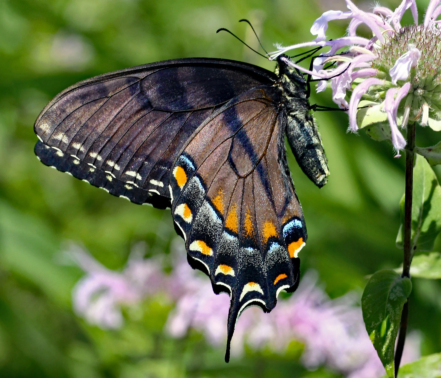 Münsinger Gärten — Gartenpflege Münsing — Neu angelegte Beete mit heimischen Pflanzen